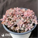 Echeveria Purple Heart Clustering(Scattered Clustering) - Image 2