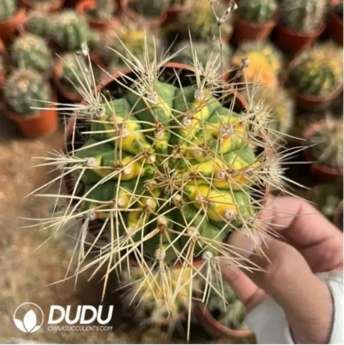 Cactus-Gymnocalycium anisitsii (K.Schum.) - Image 2