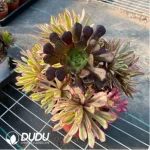 Aeonium Xianmo Chimera Clustering -2 - Image 2