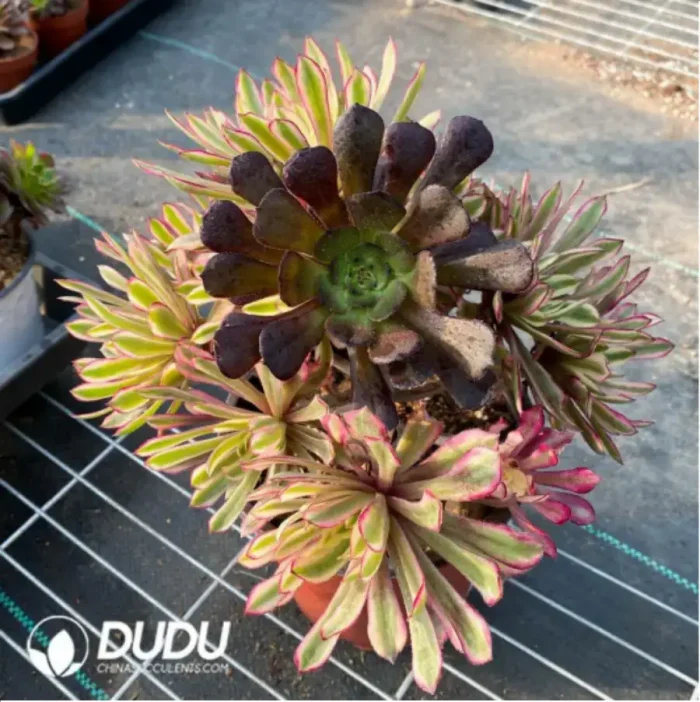 Aeonium Xianmo Chimera Clustering -2 - Image 2