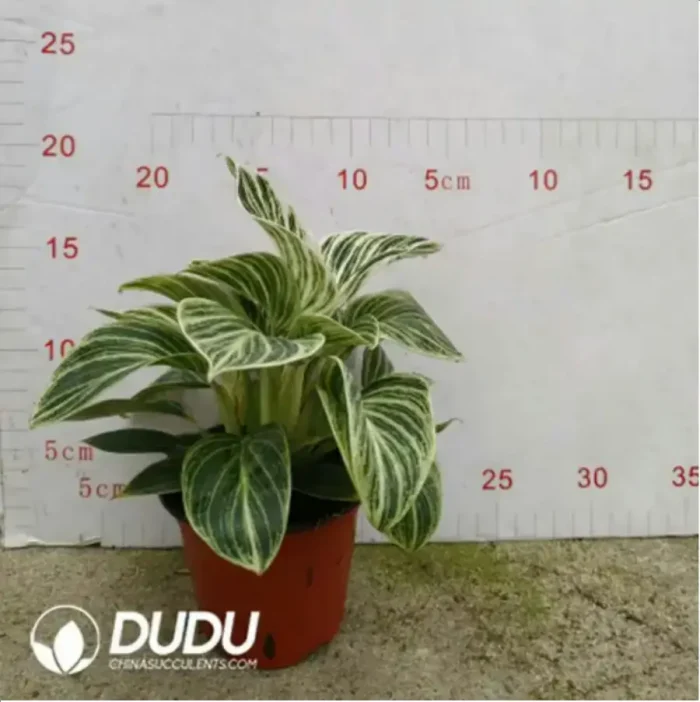 2.86/Pcs Philodendron Birkin(Plant)(100Pcs?? - Image 2