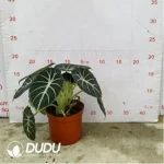 2.29/Pcs Alocasia Ninja(Reservations required)(Plant)(100Pcs?? - Image 2