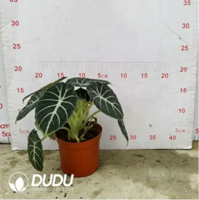 2.29/Pcs Alocasia Ninja(Reservations required)(Plant)(100Pcs?? - Image 2