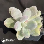Pachyphytum Cheese variegate - Image 2