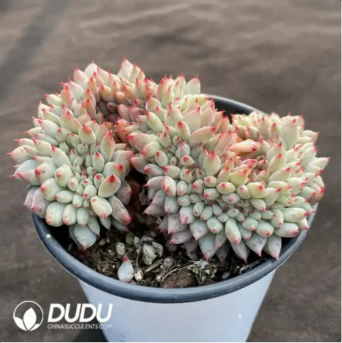 Echeveria Jigglypuff Cristata - Image 2