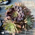 Aeonium Xianmo Chimera Clustering -1 - Image 2