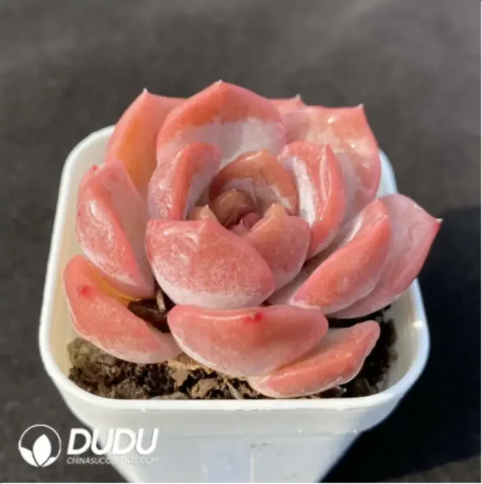 Echeveria Lychee Powder - Image 2