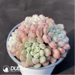 Graptoveria Snow Peach Clustering - Image 2