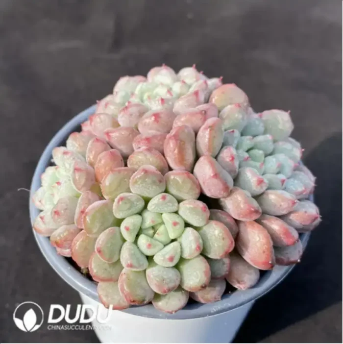 Graptoveria Snow Peach Clustering - Image 2