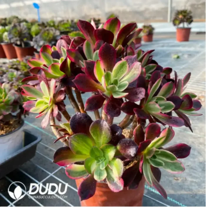 Aeonium Wedding Dress Chimera Clustering-4 - Image 2