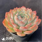 Echeveria Caroline - Image 2