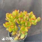 Crassula C. obliqua Minima - Image 2