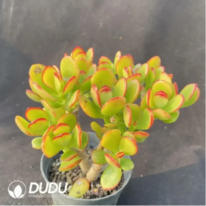 Crassula C. obliqua Minima - Image 2