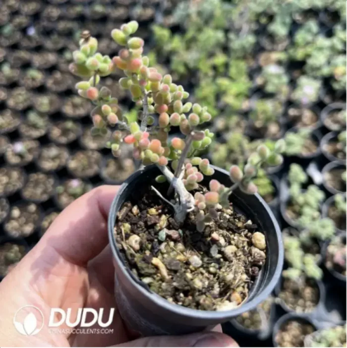 Dicrocaulon Tangerine Candy Balls - Image 2