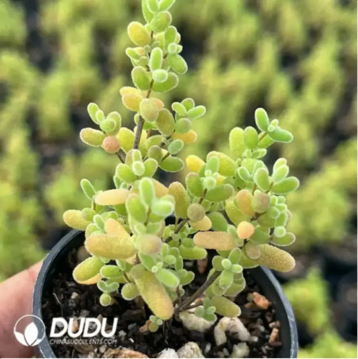 Dicrocaulon Ramulosum Rice Grain - Image 2