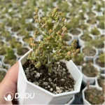 Dicrocaulon Ramulosum Cat Tongue - Image 2