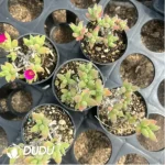 Dicrocaulon Ramulosum Ice Crystals - Image 2