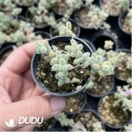 Dicrocaulon Ramulosum Red Gem - Image 2