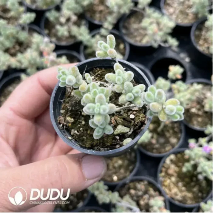 Dicrocaulon Ramulosum Red Gem - Image 2