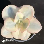 Echeveria Suyon Variegated - Image 2