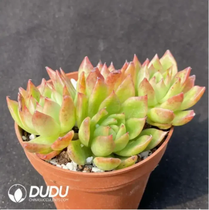 Agavoides var. prolifera E.Walther Clustering - Image 2