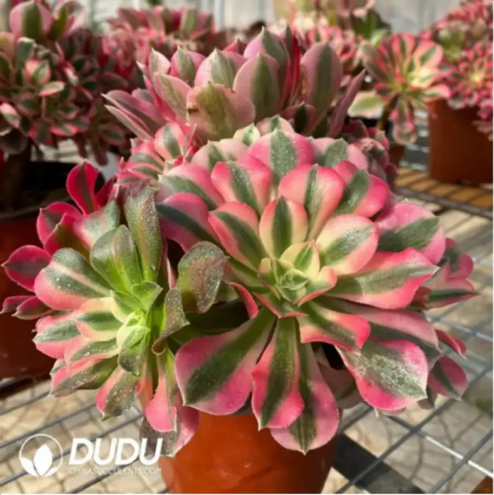Aeonium Pink Witch Chimera No. 5 - Image 2