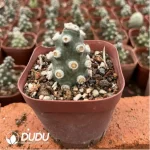 Aeonium Rose Variegated Clustering - Image 2