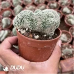 Cactus-Chamaecereus Silvestrii - Image 2