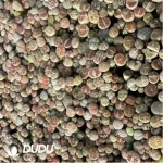 Lithops Mix 1000Pcs - Image 2