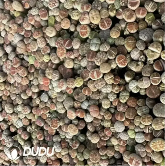 Lithops Mix 1000Pcs - Image 2