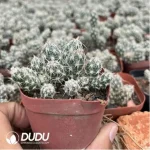 Cactus-Chamaecereus Silvestrii - Image 2