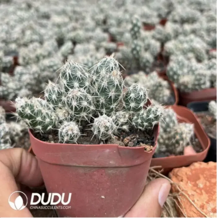 Cactus-Chamaecereus Silvestrii - Image 2