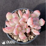 Echeveria Love Affair Clustering - Image 2
