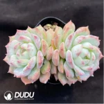 Echeveria Branka Double - Image 2