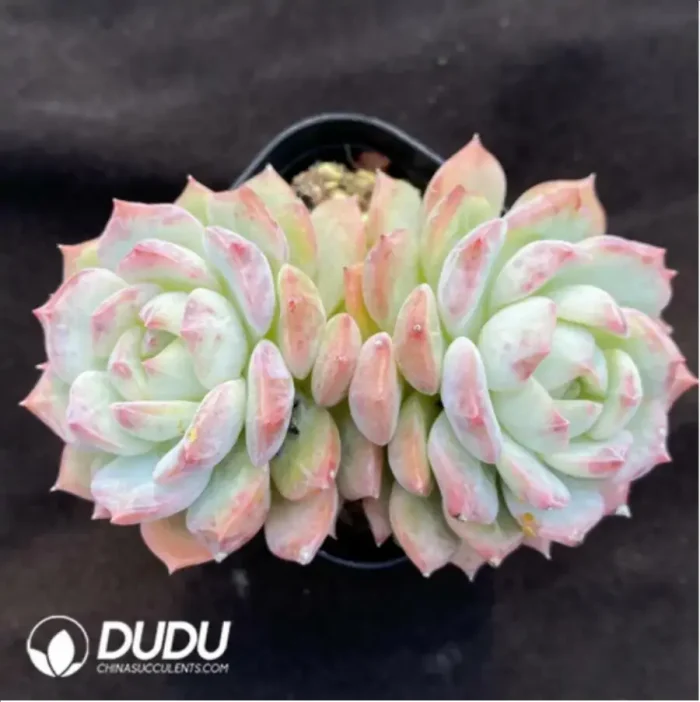 Echeveria Branka Double - Image 2