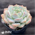 Echeveria Branka - Image 2