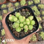 Cactus-Mammillaria bocasana cv.Fred Cristata - Image 2