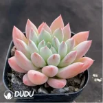 Echeveria Gothic - Image 2