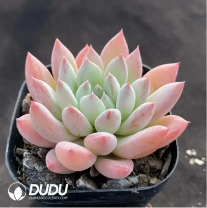 Echeveria Gothic - Image 2