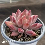 Echeveria Ponyo - Image 2
