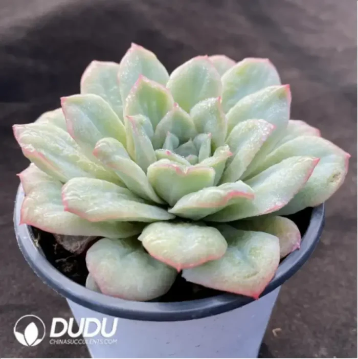 Echeveria Angel Rose - Image 2