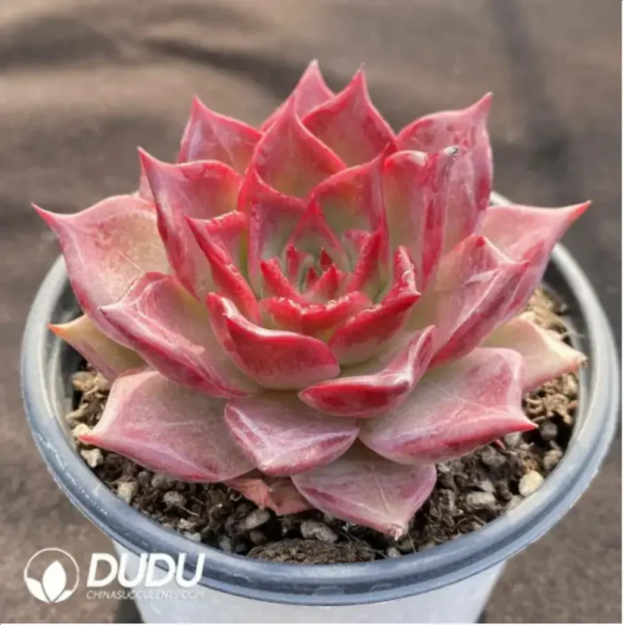 Echeveria Summer Beauty - Image 2