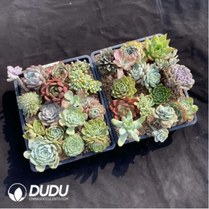 Blind Box Of 90-110mm Echeveria Set (50Pcs) Moq1 - Image 2