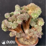 Aeonium Halloween Yellow Variegated Clustering - Image 2