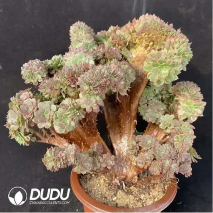 Aeonium Halloween Yellow Variegated Clustering - Image 2