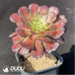 Aeonium Peacock Clustering (only 1) - Image 2