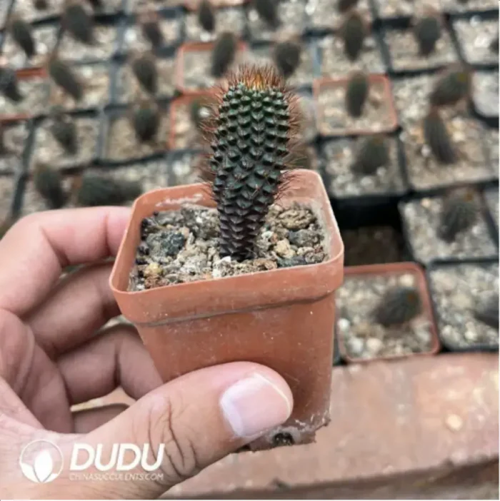 Haworthia Tangcao Lion - Image 2