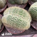 Parodia schumanniana Cristate - Image 2