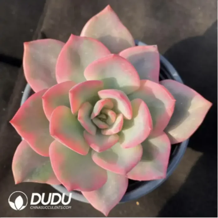 Echeveria Pink Harry Variegated - Image 2