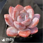 Echeveria Monroe x Lauii - Image 2